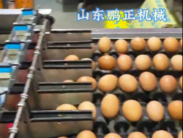 麻酱鸡蛋生产实拍